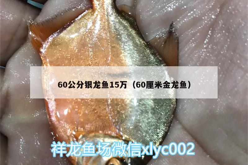 60公分銀龍魚15萬（60厘米金龍魚）