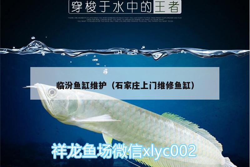 臨汾魚缸維護(hù)（石家莊上門維修魚缸）