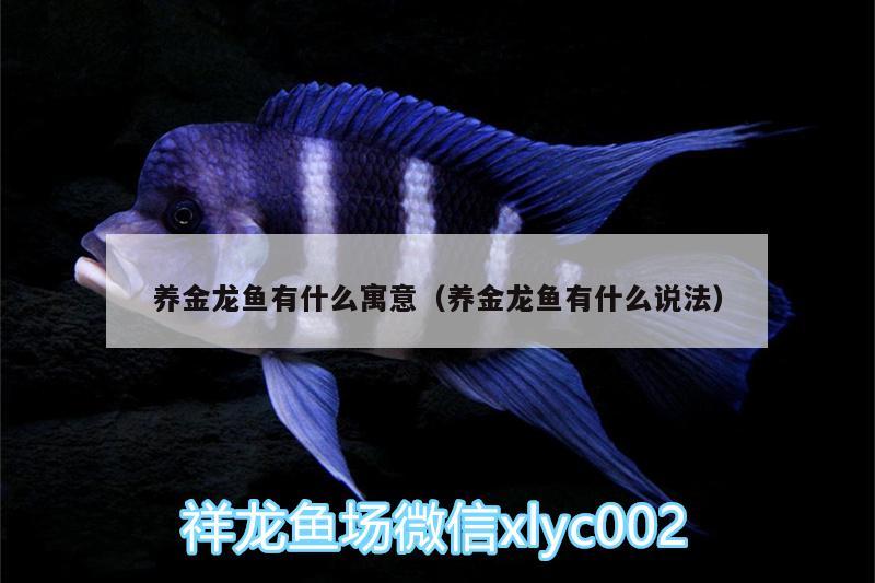 養(yǎng)金龍魚有什么寓意（養(yǎng)金龍魚有什么說法） 白子關(guān)刀魚