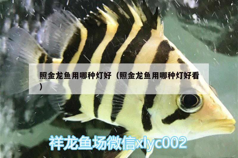 照金龍魚用哪種燈好（照金龍魚用哪種燈好看） 除藻劑