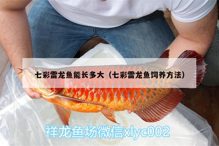 七彩雷龍魚能長多大（七彩雷龍魚飼養(yǎng)方法）