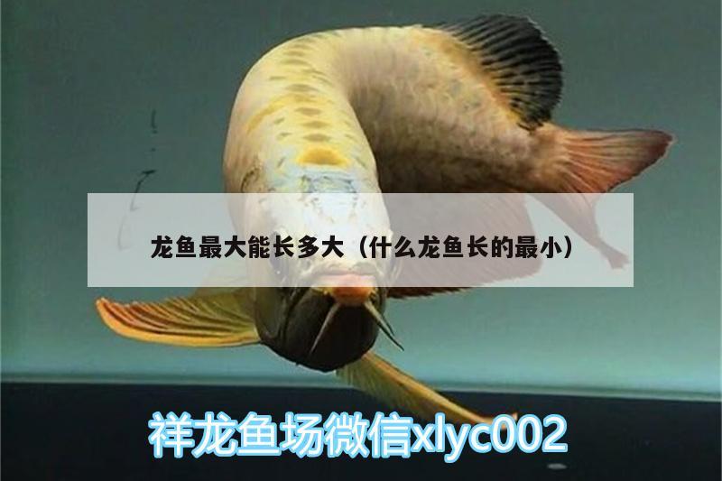 龍魚最大能長多大（什么龍魚長的最?。?觀賞龜/鱉飼料 第1張