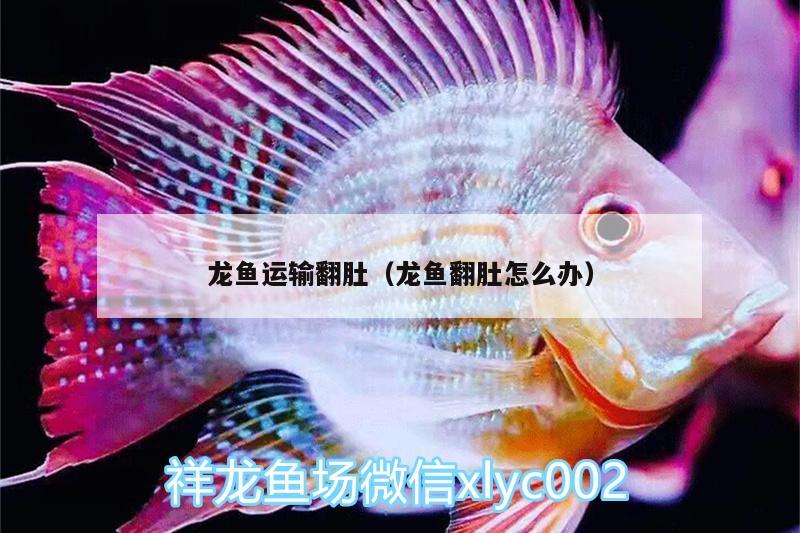 龍魚運(yùn)輸翻肚（龍魚翻肚怎么辦）