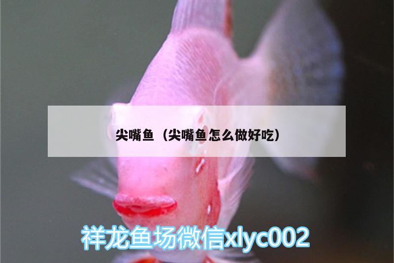 尖嘴魚（尖嘴魚怎么做好吃）