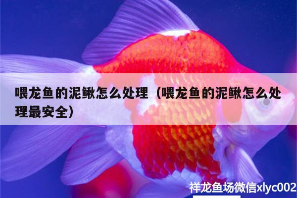 喂龍魚的泥鰍怎么處理（喂龍魚的泥鰍怎么處理最安全） 肺魚