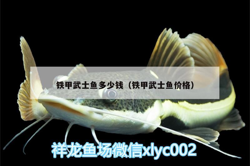 鐵甲武士魚(yú)多少錢（鐵甲武士魚(yú)價(jià)格） 鐵甲武士