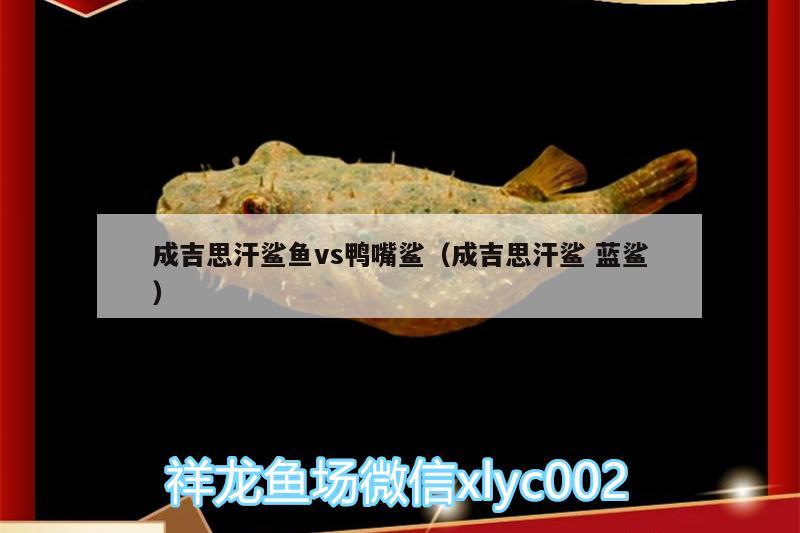 成吉思汗鯊魚vs鴨嘴鯊（成吉思汗鯊藍(lán)鯊）