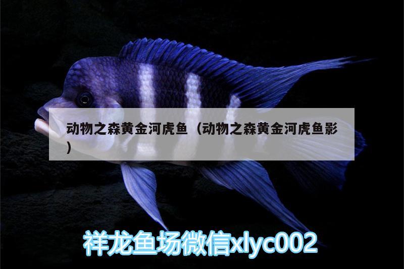 動物之森黃金河虎魚（動物之森黃金河虎魚影） 虎魚百科