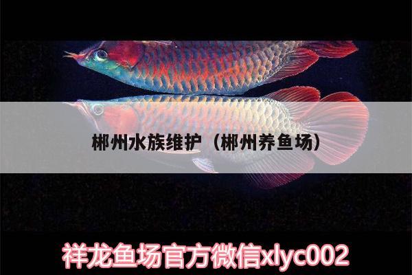 郴州水族維護（郴州養(yǎng)魚場） 白子銀版魚