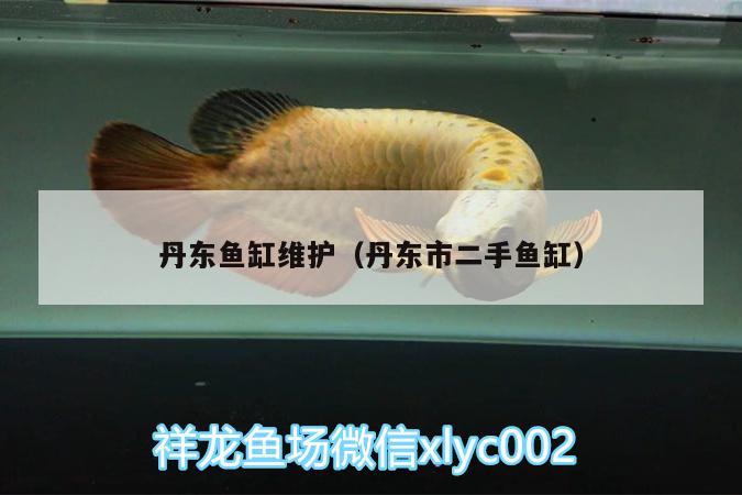 丹東魚缸維護(hù)（丹東市二手魚缸） 祥龍藍(lán)珀金龍魚