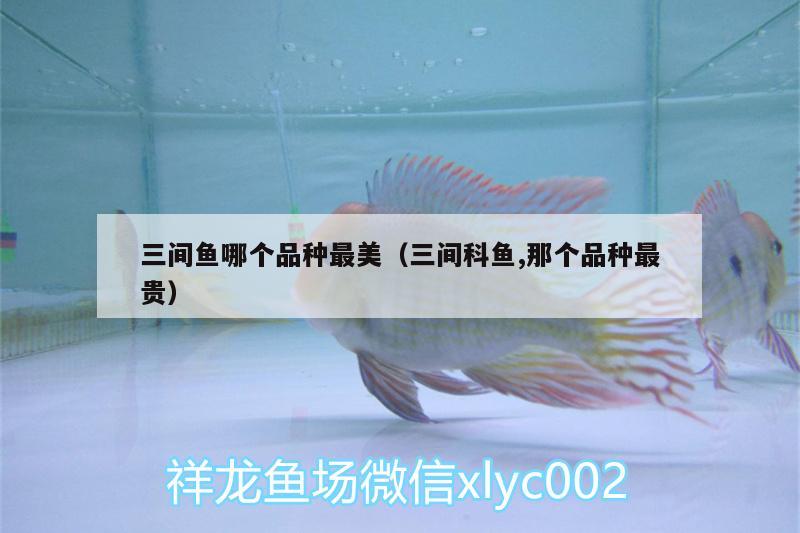 三間魚哪個品種最美（三間科魚,那個品種最貴）