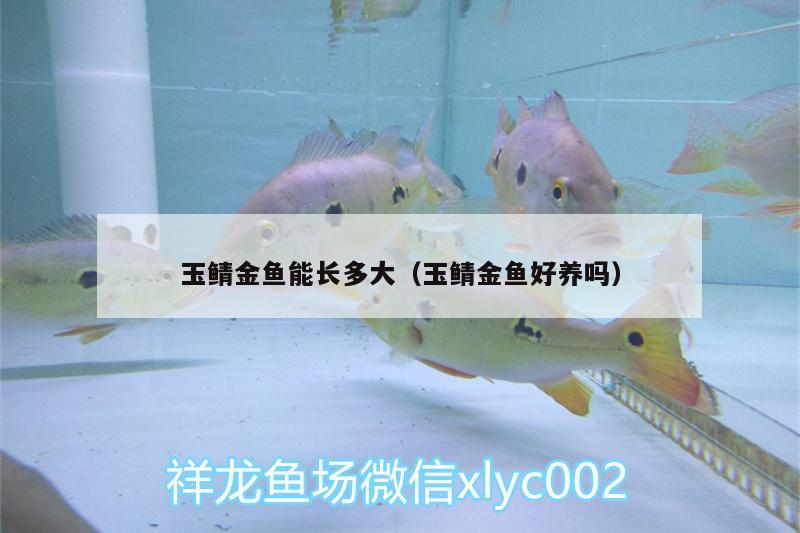 玉鯖金魚(yú)能長(zhǎng)多大（玉鯖金魚(yú)好養(yǎng)嗎）