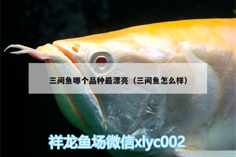 三間魚哪個(gè)品種最漂亮（三間魚怎么樣） 玫瑰銀版魚