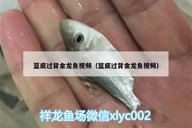 藍底過背金龍魚視頻（籃底過背金龍魚視頻） 過背金龍魚