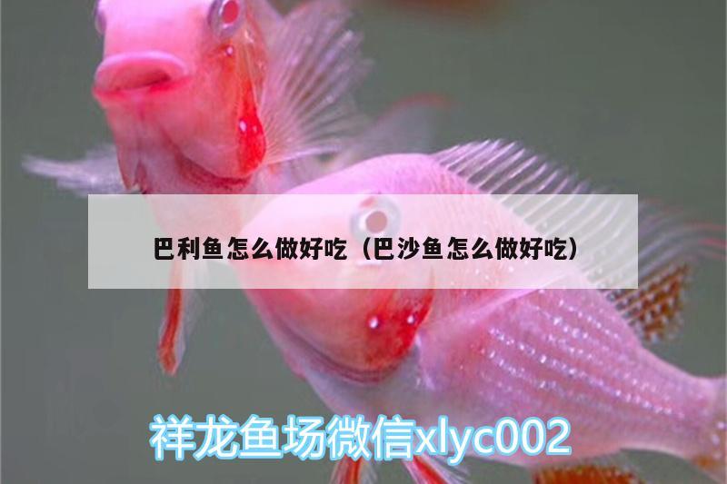 巴利魚怎么做好吃（巴沙魚怎么做好吃） 成吉思汗鯊（球鯊）魚