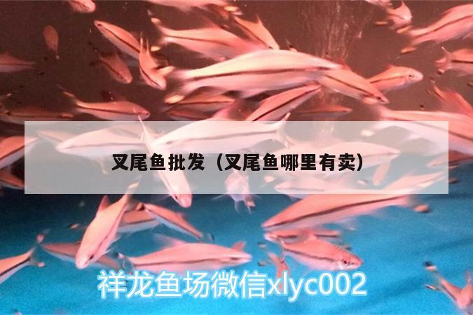 叉尾魚(yú)批發(fā)（叉尾魚(yú)哪里有賣(mài)）