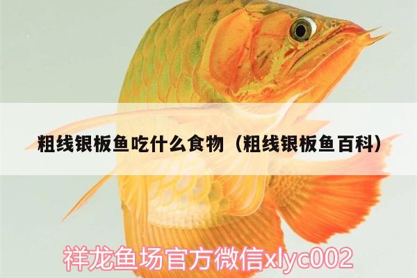 粗線銀板魚吃什么食物（粗線銀板魚百科） 高背金龍魚