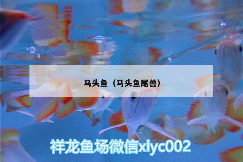 馬頭魚（馬頭魚尾獸） 黃金河虎魚