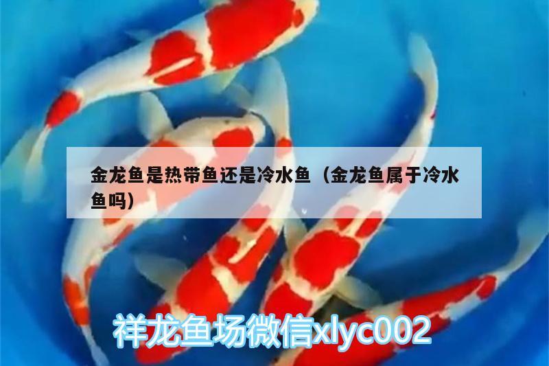 金龍魚是熱帶魚還是冷水魚（金龍魚屬于冷水魚嗎） 一眉道人魚