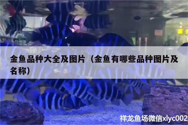 金魚品種大全及圖片（金魚有哪些品種圖片及名稱）