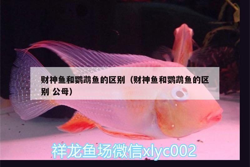 財神魚和鸚鵡魚的區(qū)別（財神魚和鸚鵡魚的區(qū)別公母） 鸚鵡魚