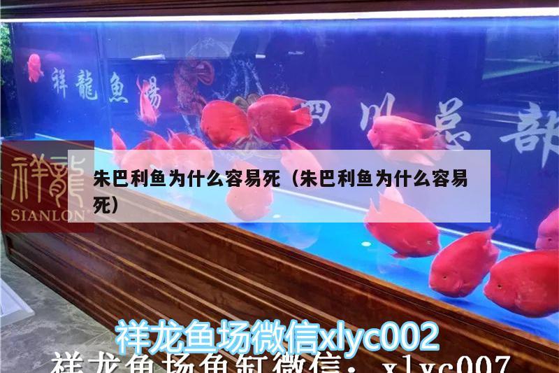 朱巴利魚為什么容易死（朱巴利魚為什么容易死）