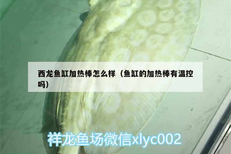 西龍魚缸加熱棒怎么樣（魚缸的加熱棒有溫控嗎）