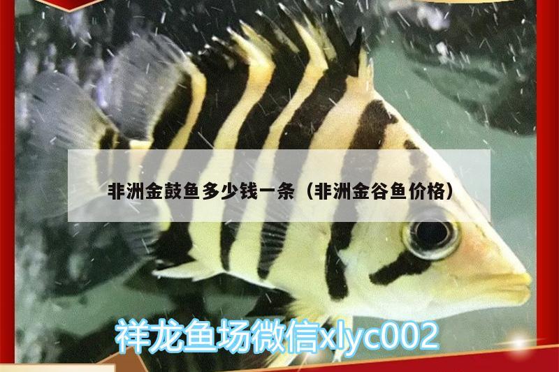 非洲金鼓魚多少錢一條（非洲金谷魚價(jià)格） 非洲金鼓魚