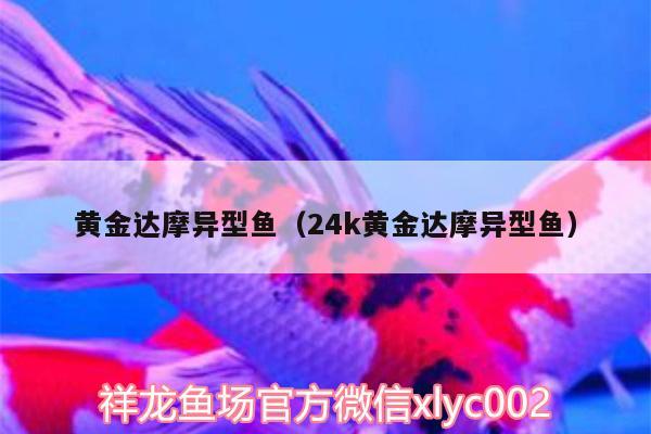 黃金達(dá)摩異型魚（24k黃金達(dá)摩異型魚） 黃金達(dá)摩魚