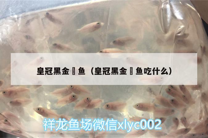 皇冠黑金魟魚(yú)（皇冠黑金魟魚(yú)吃什么） 黑金魟魚(yú)