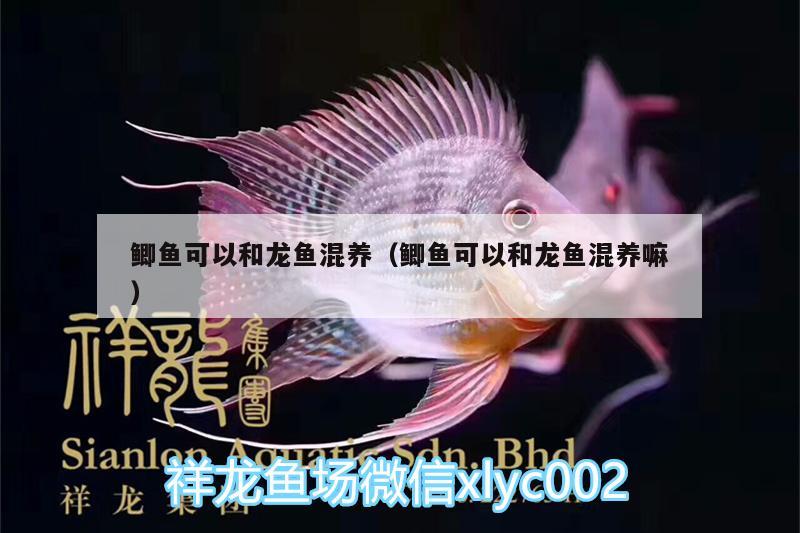 鯽魚可以和龍魚混養(yǎng)（鯽魚可以和龍魚混養(yǎng)嘛） 白條過背金龍魚