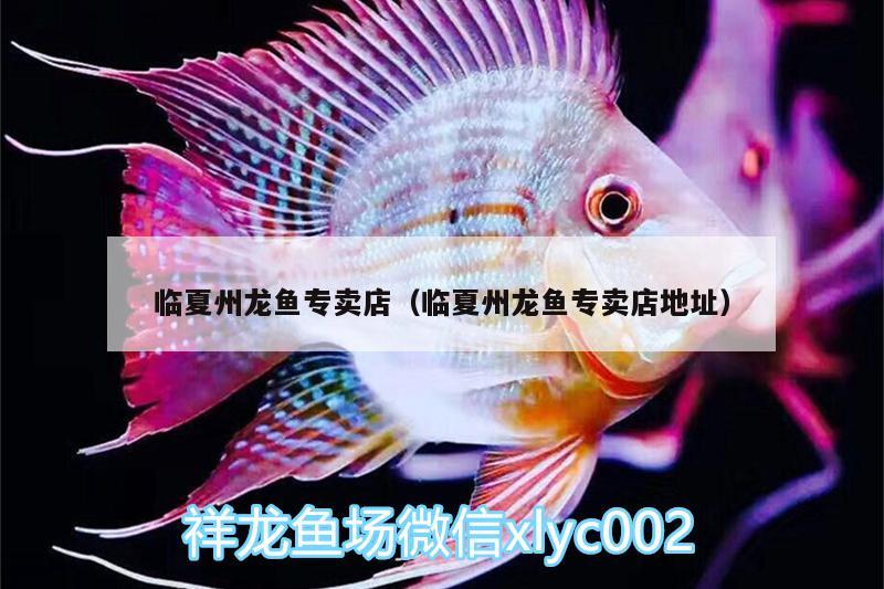 臨夏州龍魚專賣店（臨夏州龍魚專賣店地址） 金龍福龍魚