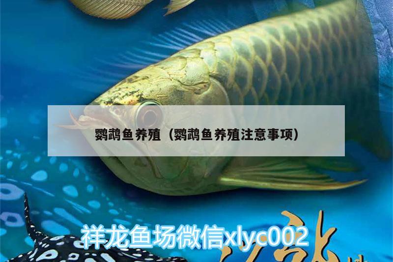 鸚鵡魚養(yǎng)殖（鸚鵡魚養(yǎng)殖注意事項）