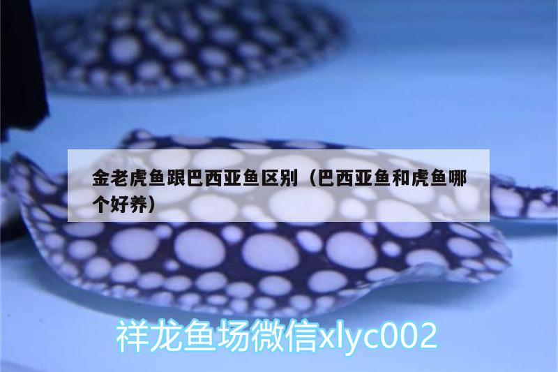 金老虎魚(yú)跟巴西亞魚(yú)區(qū)別（巴西亞魚(yú)和虎魚(yú)哪個(gè)好養(yǎng)）