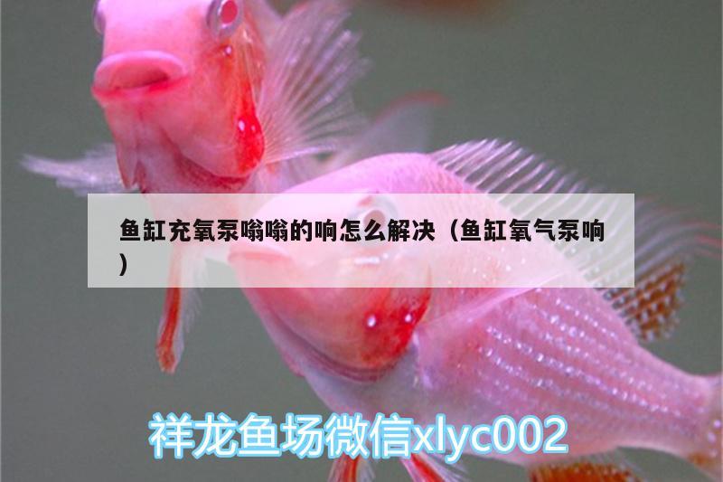 魚(yú)缸充氧泵嗡嗡的響怎么解決（魚(yú)缸氧氣泵響） 泰龐海蓮魚(yú)