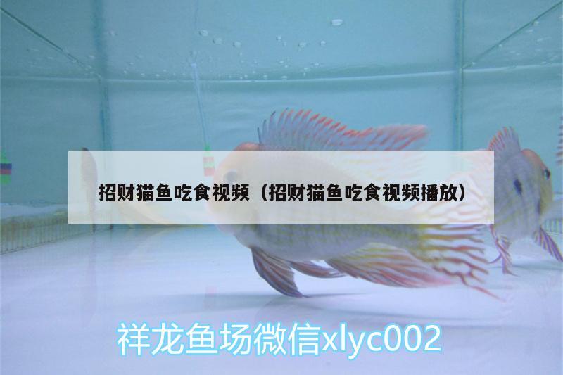 招財(cái)貓魚吃食視頻（招財(cái)貓魚吃食視頻播放）