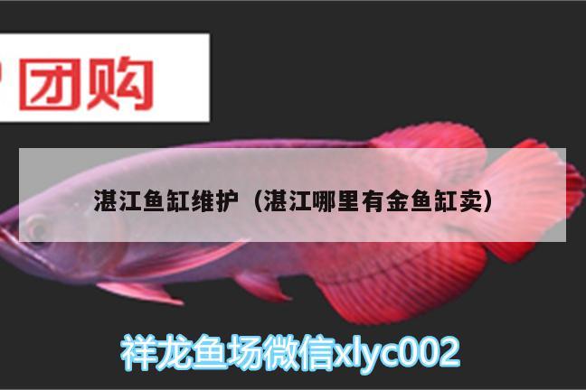 湛江魚缸維護（湛江哪里有金魚缸賣）