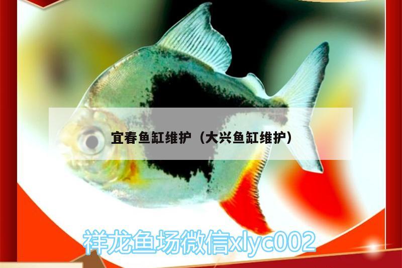 宜春魚缸維護（大興魚缸維護） 斑馬鴨嘴魚苗