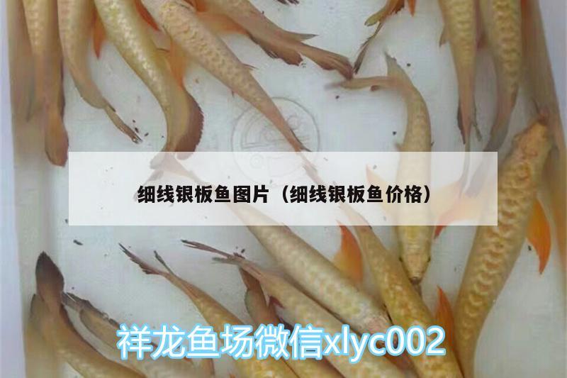 細(xì)線銀板魚圖片（細(xì)線銀板魚價格） 非洲象鼻魚