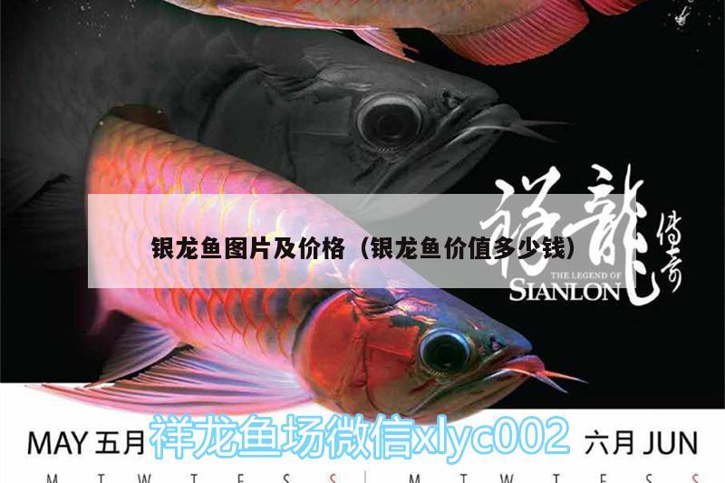 銀龍魚圖片及價(jià)格（銀龍魚價(jià)值多少錢） 銀龍魚