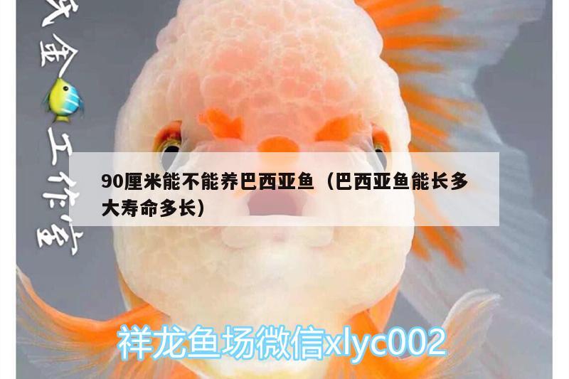 90厘米能不能養(yǎng)巴西亞魚（巴西亞魚能長多大壽命多長）