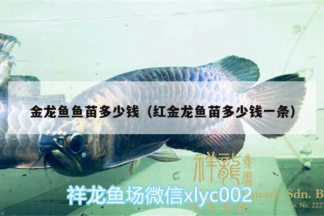 金龍魚魚苗多少錢（紅金龍魚苗多少錢一條） 黑金魟魚