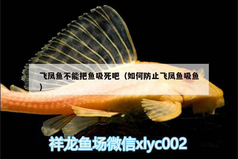 飛鳳魚不能把魚吸死吧（如何防止飛鳳魚吸魚）