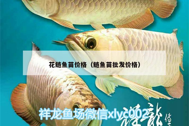 花鰱魚(yú)苗價(jià)格（鰱魚(yú)苗批發(fā)價(jià)格）