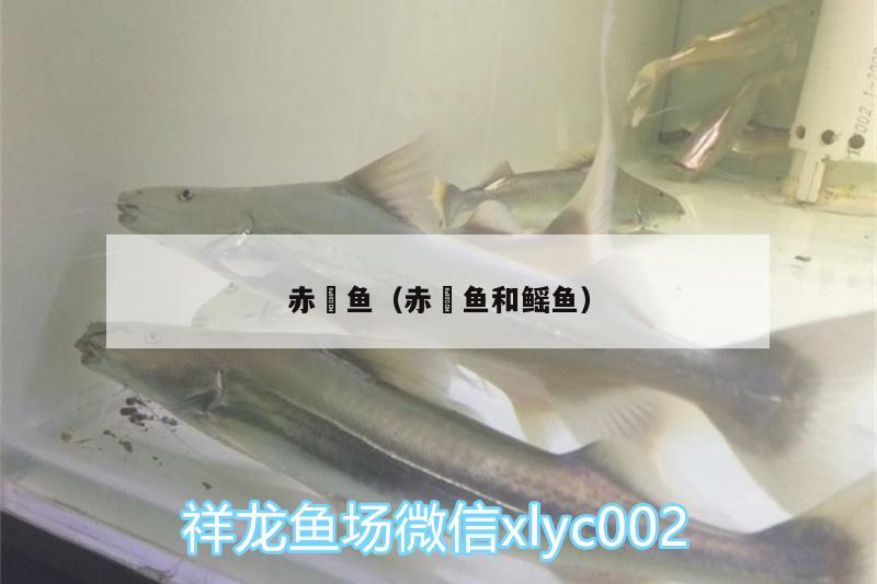 赤魟魚（赤魟魚和鰩魚）