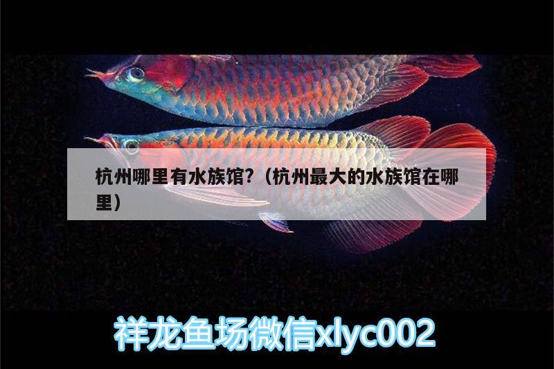 杭州哪里有水族館?（杭州最大的水族館在哪里） 虎魚(yú)百科