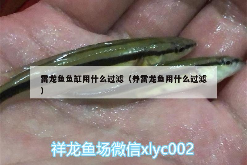 雷龍魚魚缸用什么過濾（養(yǎng)雷龍魚用什么過濾）