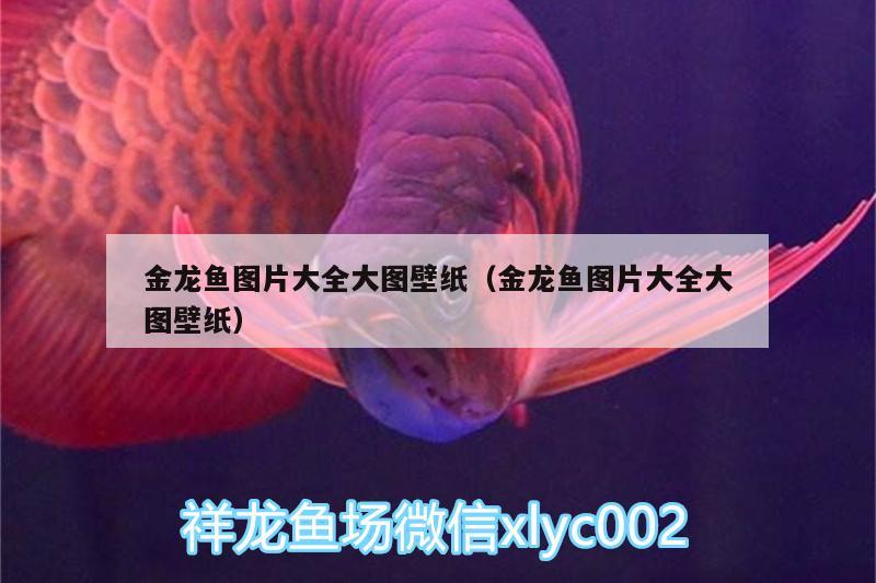 金龍魚圖片大全大圖壁紙（金龍魚圖片大全大圖壁紙）