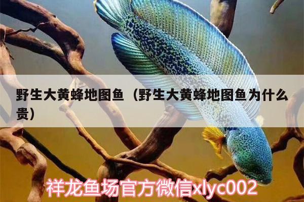 野生大黃蜂地圖魚（野生大黃蜂地圖魚為什么貴） 魚缸清潔用具