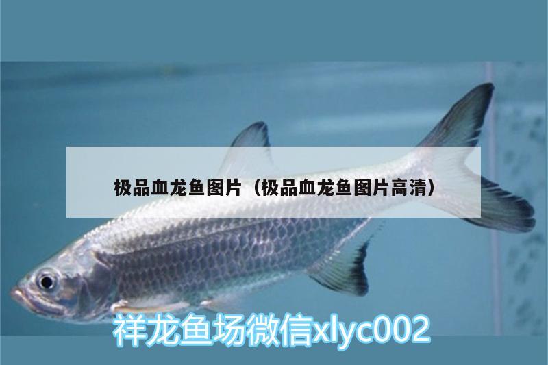 極品血龍魚圖片（極品血龍魚圖片高清） 奈及利亞紅圓點狗頭